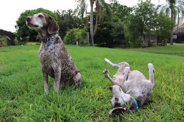 /images/uploads/southeast german shorthaired pointer rescue/segspcalendarcontest2021/entries/21832thumb.jpg